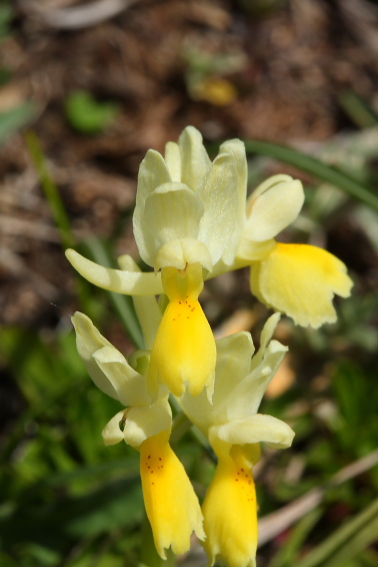 Simbruini:Un mare di orchidee